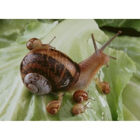 Escargot petit gris reproducteur par lots 10