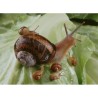Escargot petit gris reproducteur par lots 10