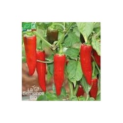 GRAINE DE PIMENT BASQUES