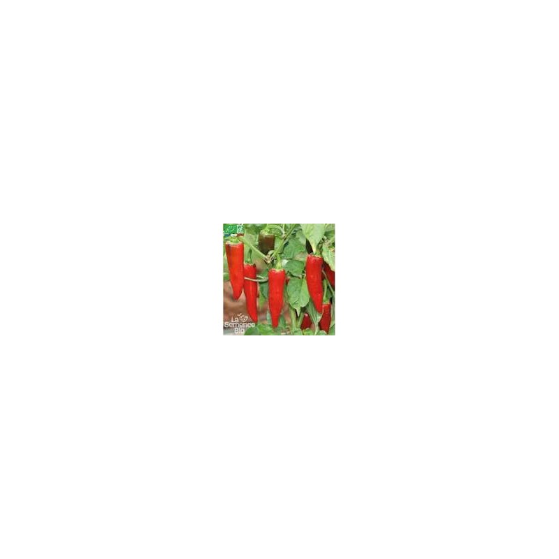 GRAINE DE PIMENT BASQUES