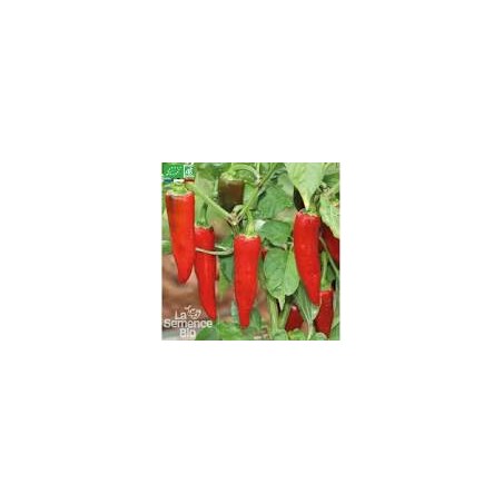 GRAINE DE PIMENT BASQUES