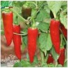 GRAINE DE PIMENT BASQUES