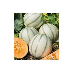 GRAINE DE MELON CHARENTAIS