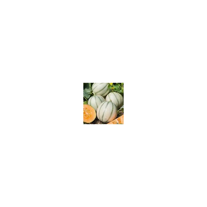 GRAINE DE MELON CHARENTAIS