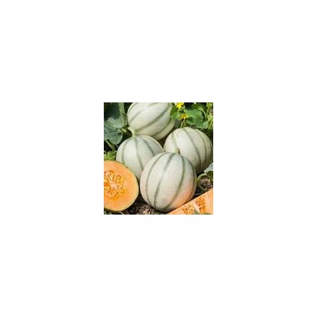 GRAINE DE MELON CHARENTAIS