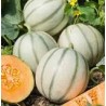 GRAINE DE MELON CHARENTAIS