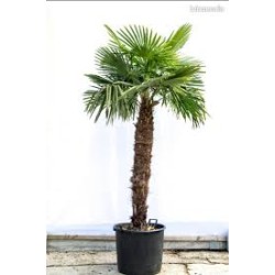 graines de trachycarpus...