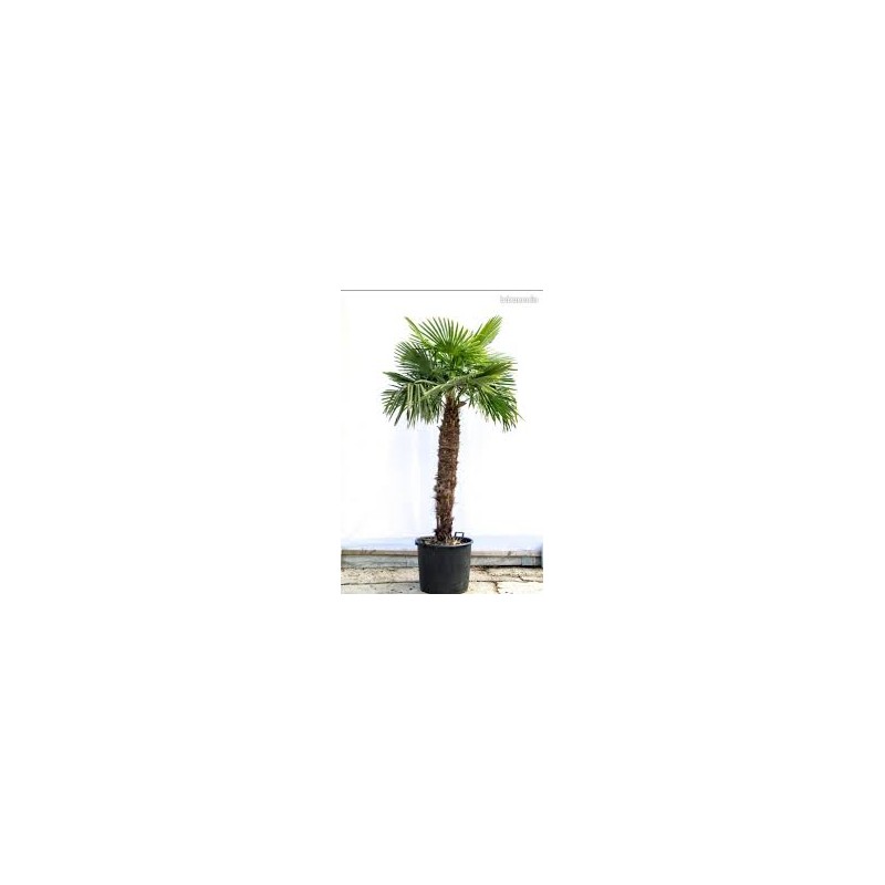 graines de trachycarpus palmier