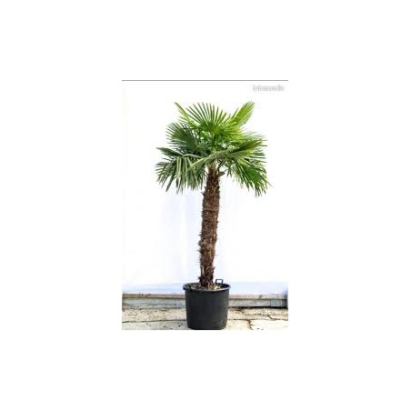 graines de trachycarpus palmier