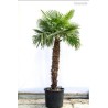 graines de trachycarpus palmier