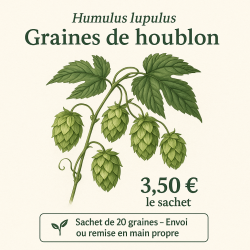 Graines de Houblon –...