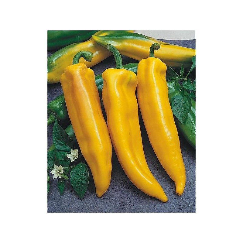 Poivron Corne de Taureau Jaune