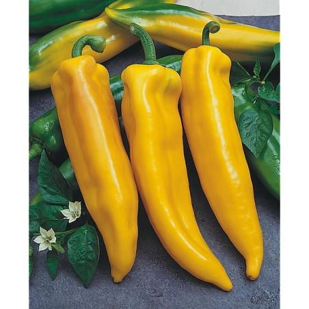 Poivron Corne de Taureau Jaune