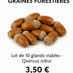 Glands de chêne