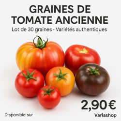 30 Graines de Tomate Ancienne