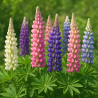Graines de Lupin – Fleurs colorées et mellifères