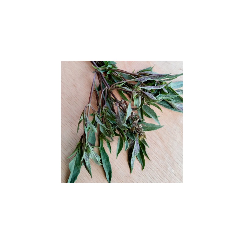 Basilic De Nouvelle Guinée