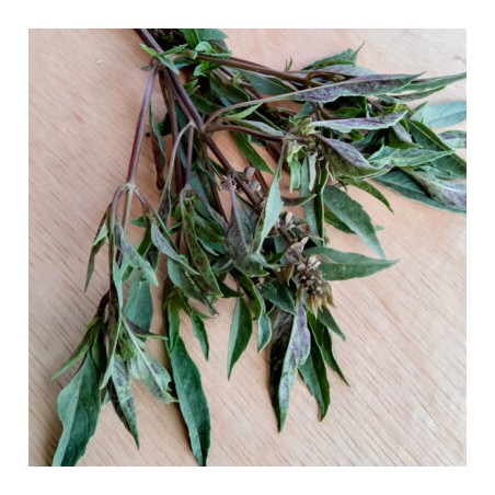 Basilic De Nouvelle Guinée