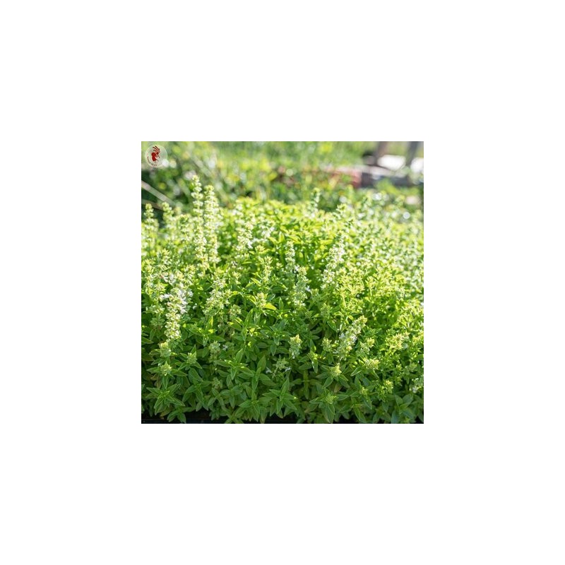 Basilic Fino Verde / Fin Vert