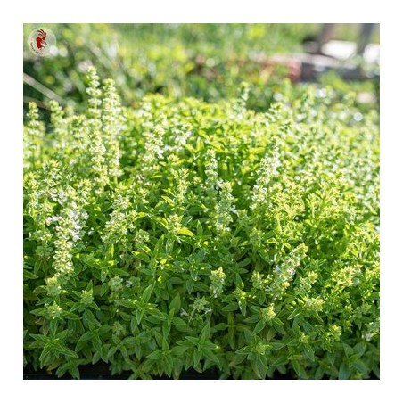 Basilic Fino Verde / Fin Vert