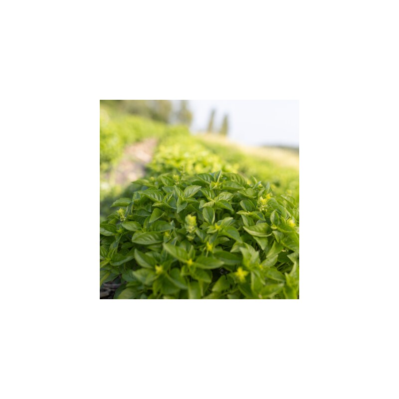 Basilic Petit Marseillais