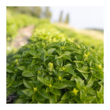 Basilic Petit Marseillais