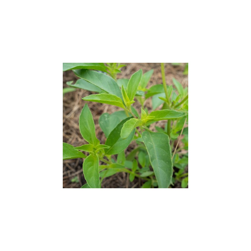 Basilic Citron à Petites Feuilles