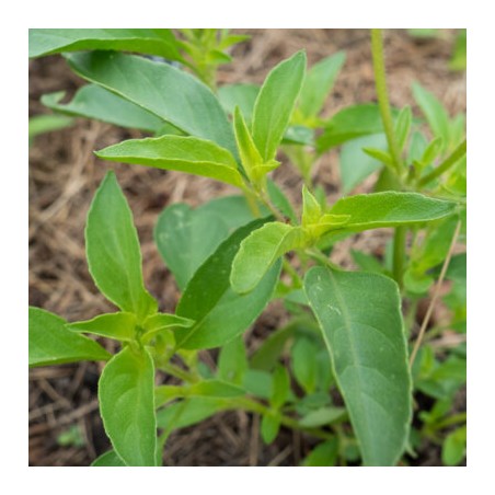 Basilic Citron à Petites Feuilles