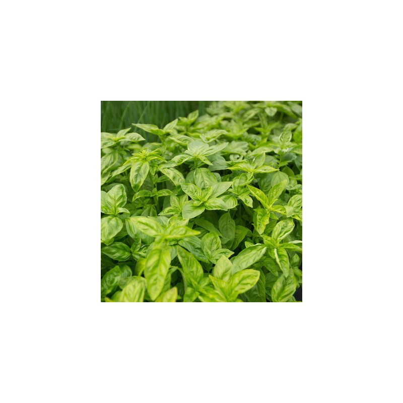 Basilic Grand Vert