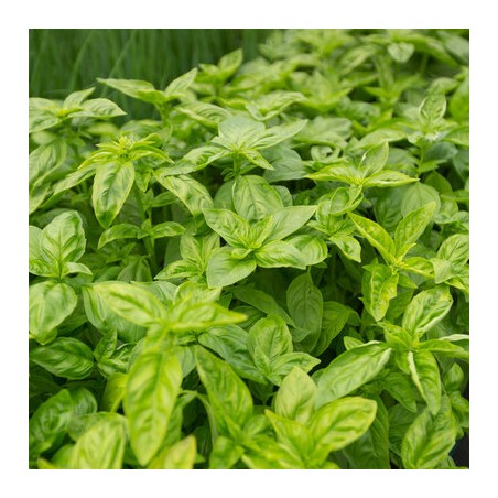 Basilic Grand Vert