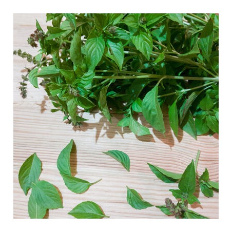 Basilic Citron Mrs Burns