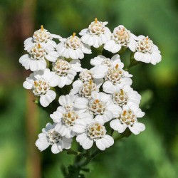 Achillée Millefeuille