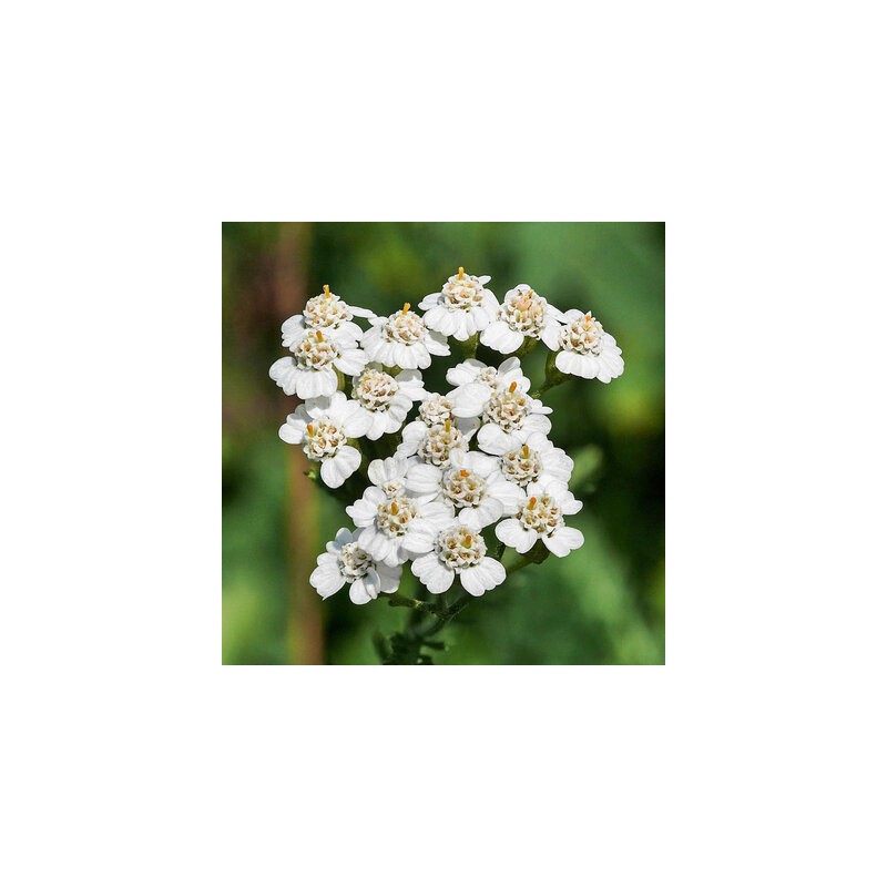 Achillée Millefeuille