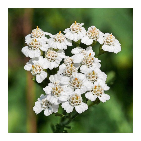 Achillée Millefeuille