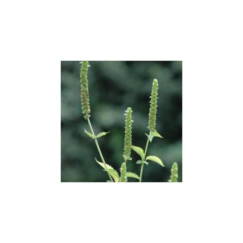 Agastache Agastache Faux-Népéta