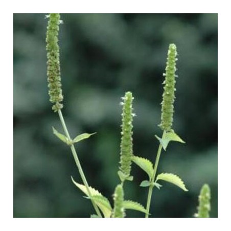 Agastache Agastache Faux-Népéta