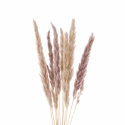 Lot de 10 branches d’herbe...