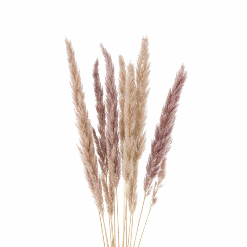 Lot de 10 branches d’herbe de pampas naturelles 50–60 cm – Décoration bohème