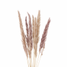 Lot de 10 branches d’herbe de pampas naturelles 50–60 cm – Décoration bohème