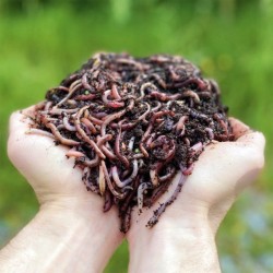 50 Vers de Compost Vivants...